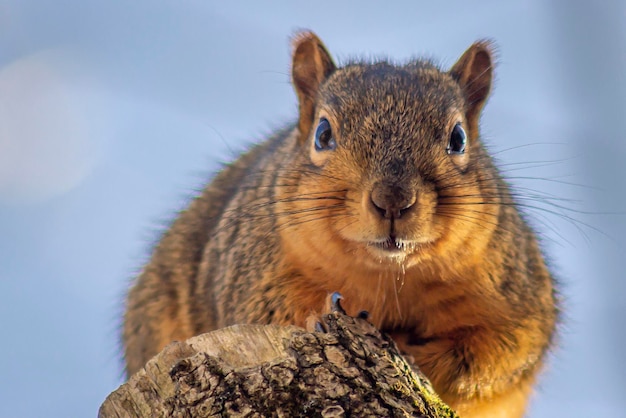 Foto close-up portret van eekhoorn