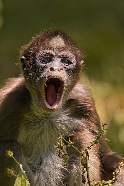 Foto close-up portret van een aap