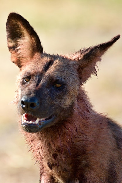Close-up portret van een Afrikaanse wilde hond
