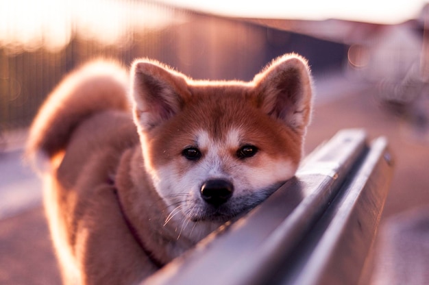 Close-up portret van een akita puppy op een bank tijdens zonsondergang
