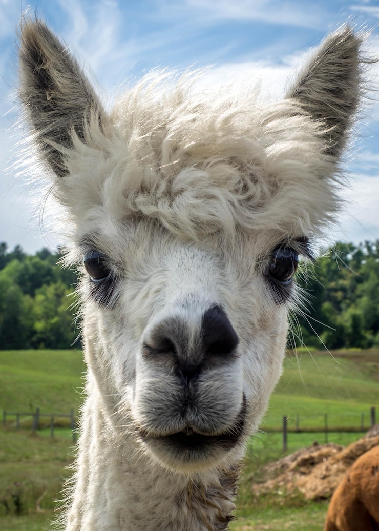Foto close-up portret van een alpaca op het veld tegen de lucht