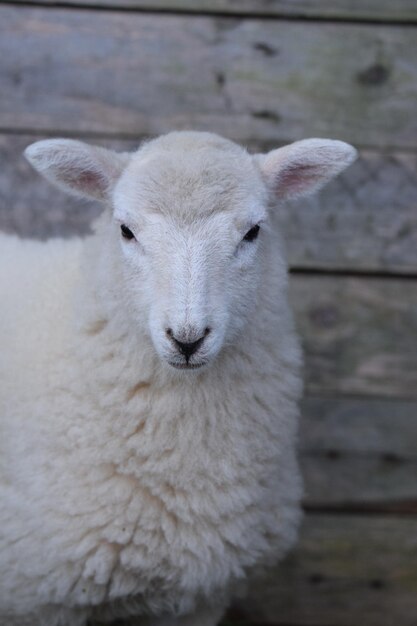 Foto close-up portret van een blanke die buiten staat