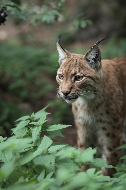 Close-up portret van een Euraziatische lynx Lynx lynxxA