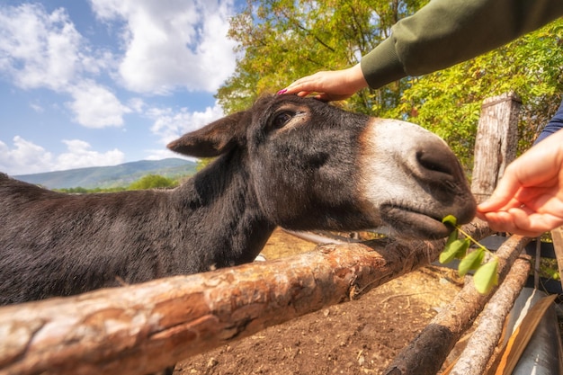 Close-up portret van een ezelgezicht in albanië