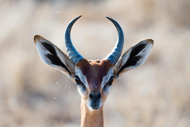 Close-up portret van een gazelle