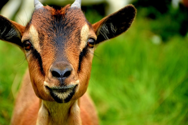Close-up portret van een geit op een grasveld