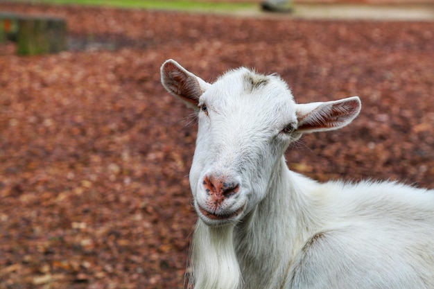 Close-up portret van een geit op het veld