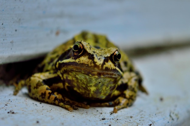 Close-up portret van een gele kikker op de vloer