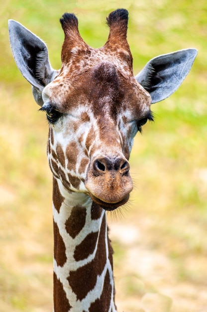 Close-up portret van een giraffe
