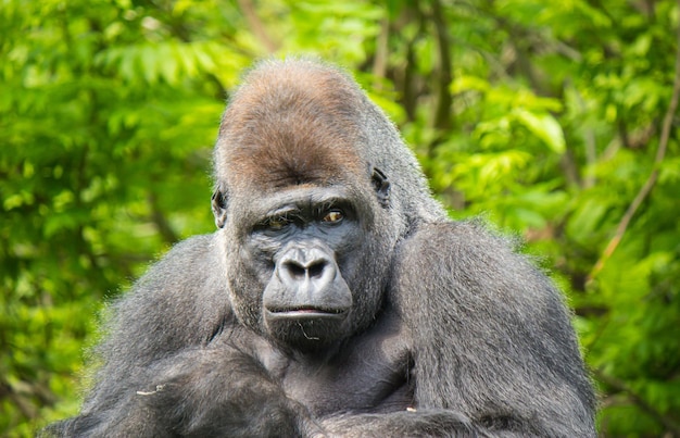 Close-up portret van een gorilla-aap die buiten speels kijkt