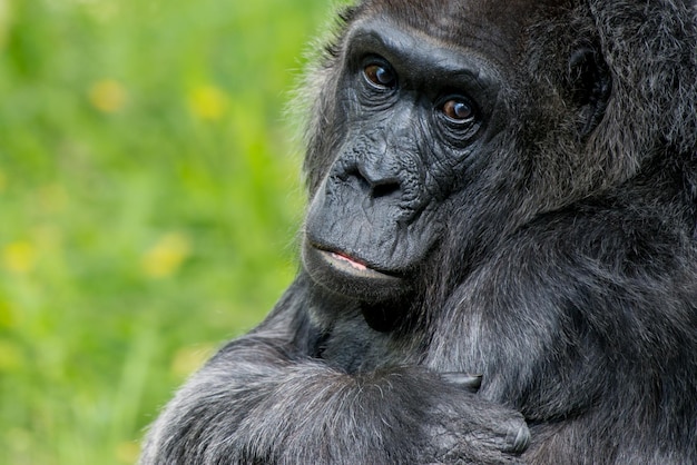 Close-up portret van een gorilla
