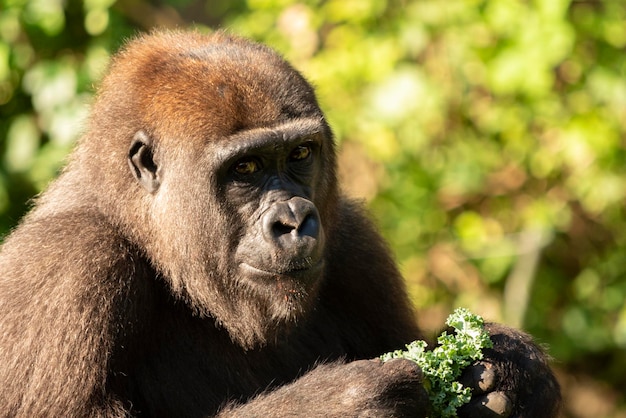 Close-up portret van een gorilla