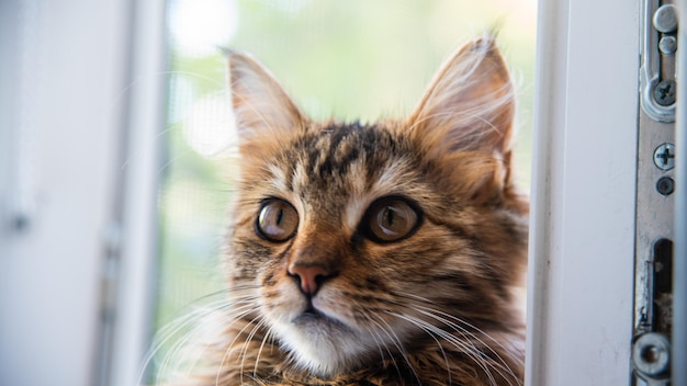 Close-up portret van een grijs gestreepte huiskatAfbeelding voor veterinaire klinieken sites over katten voor kattenvoer