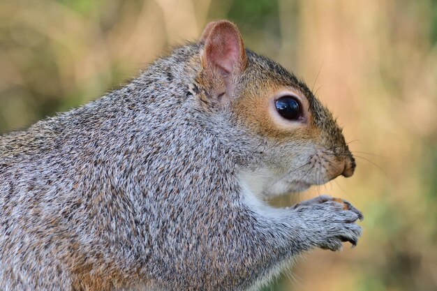 Foto close-up portret van een grijze eekhoorn die een noten eet