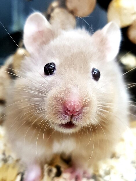 Foto close-up portret van een hamster in een winkel