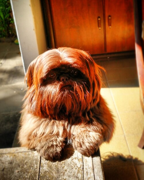 Foto close-up portret van een harige hond