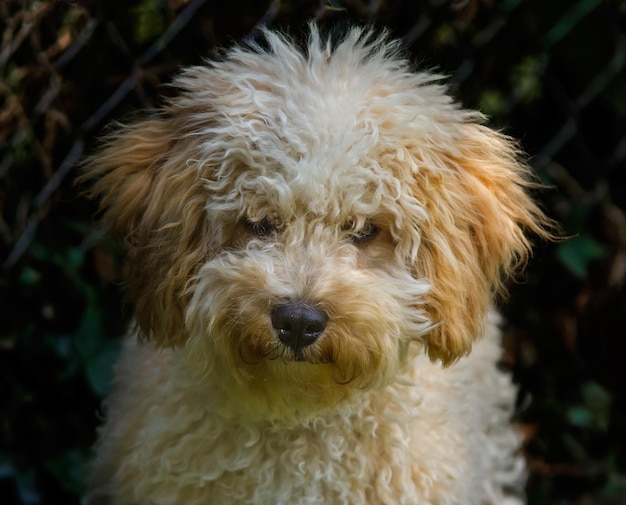 Close-up portret van een harige hond