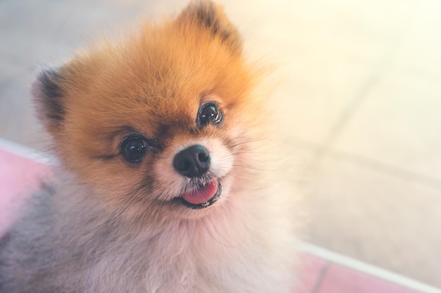 Close-up portret van een harige puppy