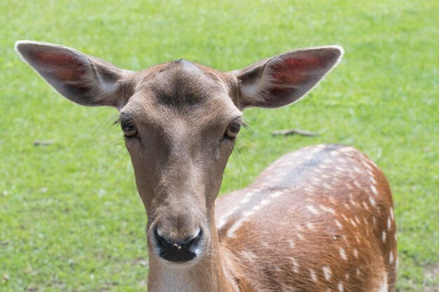 Foto close-up portret van een hert dat op het veld staat