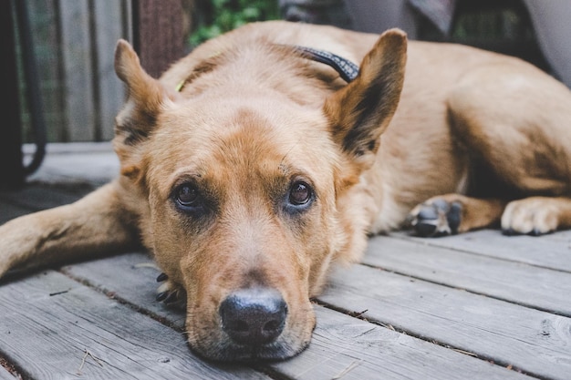 Close-up portret van een hond die buiten ontspant