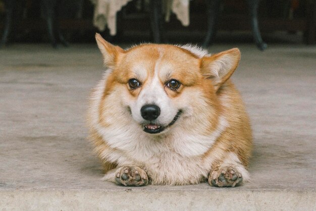 Foto close-up portret van een hond die buiten zit