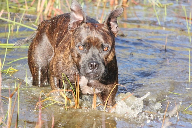 Foto close-up portret van een hond die in een meer zwemt