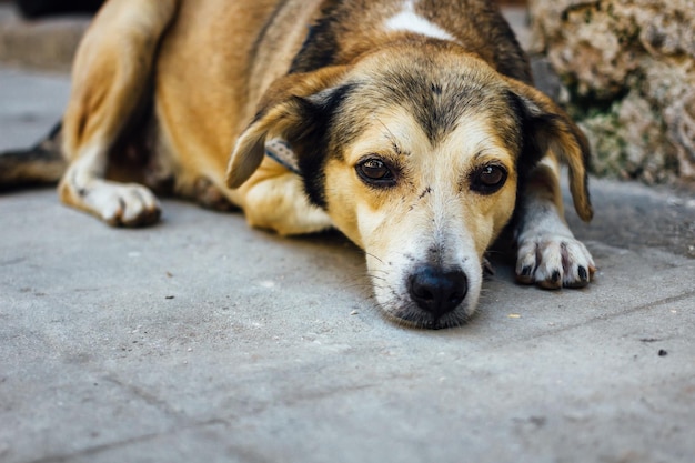 Close-up portret van een hond die op de vloer ontspant
