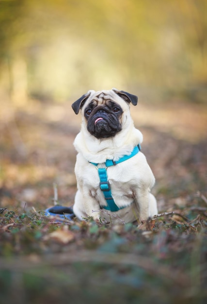 Close-up portret van een hond die op het veld zit