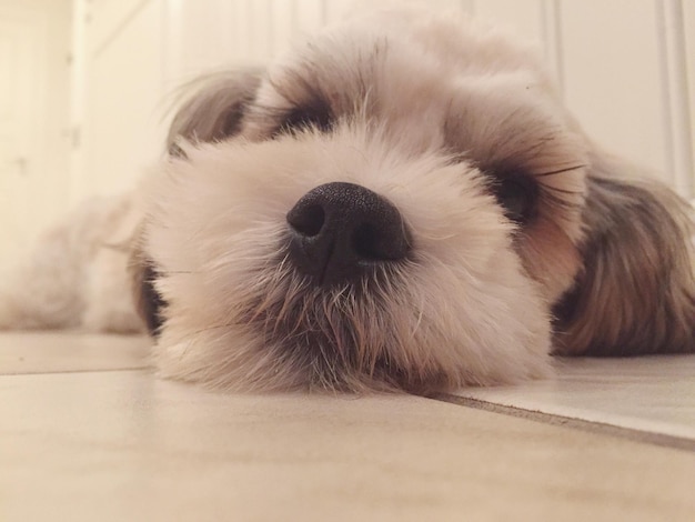 Foto close-up portret van een hond die thuis ontspant