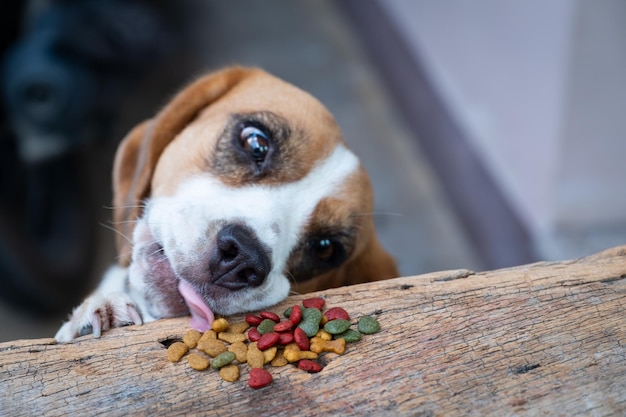 Foto close-up portret van een hond die voedsel eet