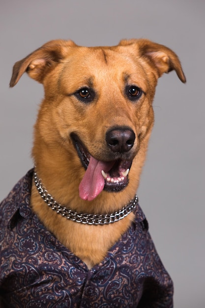 Foto close-up portret van een hond die wegkijkt
