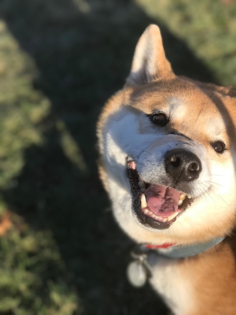 Close-up portret van een hond die zijn tong eruit steekt