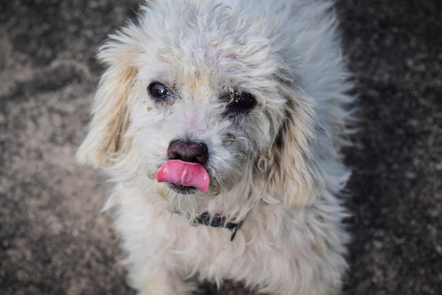 Foto close-up portret van een hond die zijn tong eruit steekt