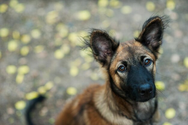 Foto close-up portret van een hond die zijn tong uitsteekt op het land.