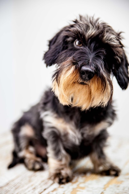 Close-up portret van een hond die zit