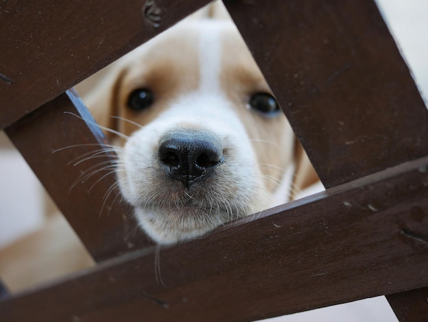 Close-up portret van een hond gezien door een hek