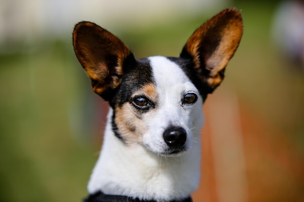 Foto close-up portret van een hond in de buitenlucht