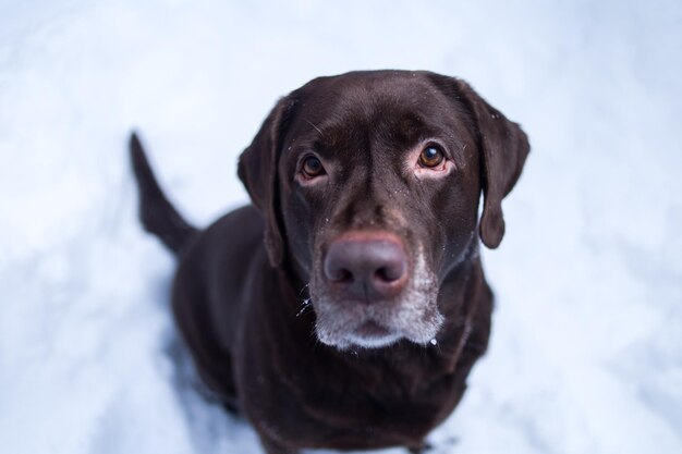 Close-up portret van een hond in de sneeuw
