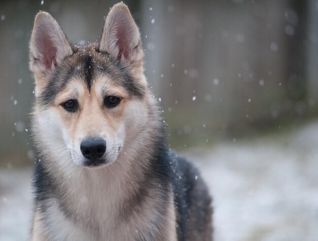 Foto close-up portret van een hond in de winter