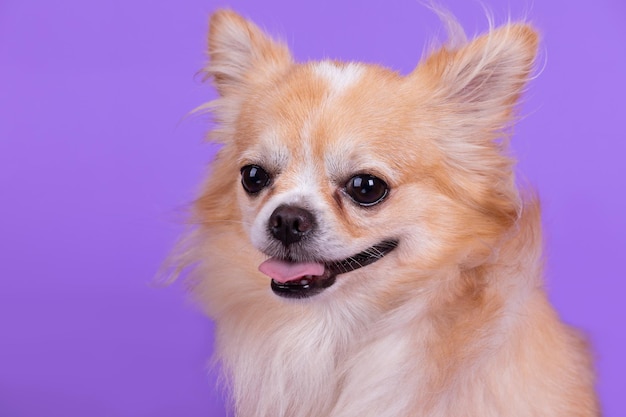 Close-up portret van een hond op blauwe achtergrond