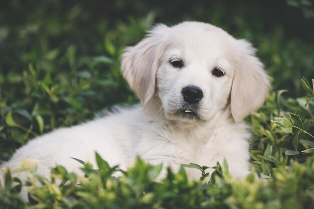 Foto close-up portret van een hond op een grasveld