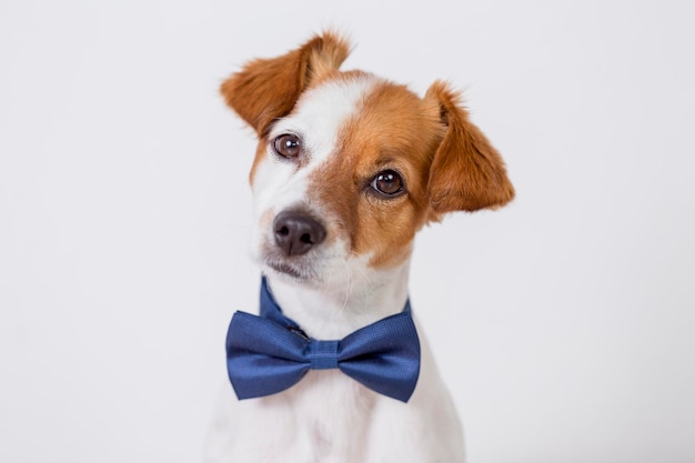 Close-up portret van een hond op een witte achtergrond