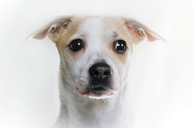 Foto close-up portret van een hond op een witte achtergrond