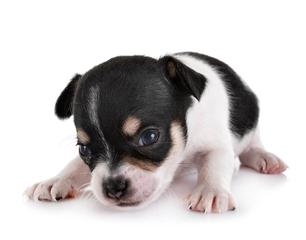 Foto close-up portret van een hond op een witte achtergrond