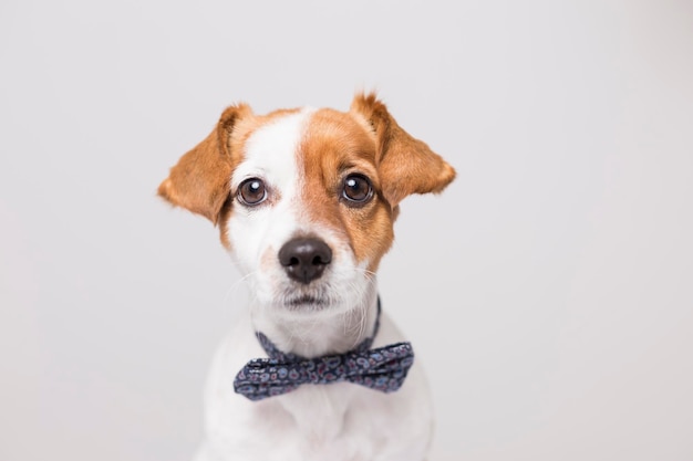 Close-up portret van een hond op een witte achtergrond