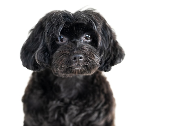 Foto close-up portret van een hond op een witte achtergrond