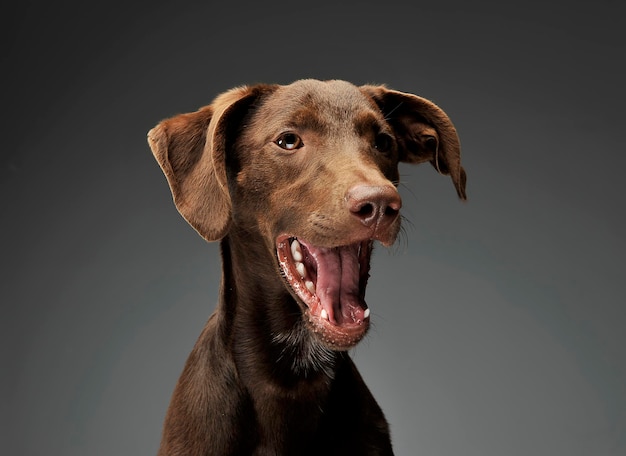 Close-up portret van een hond op een zwarte achtergrond