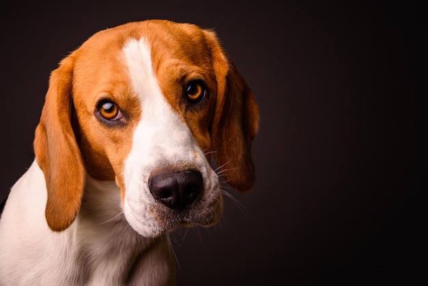 Close-up portret van een hond op een zwarte achtergrond