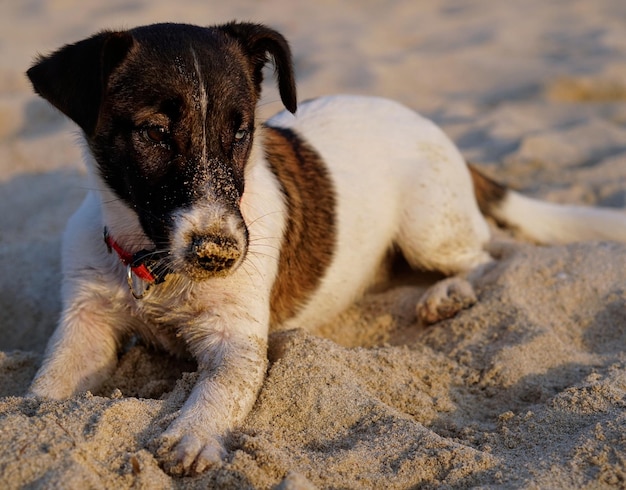 Close-up portret van een hond op het strand