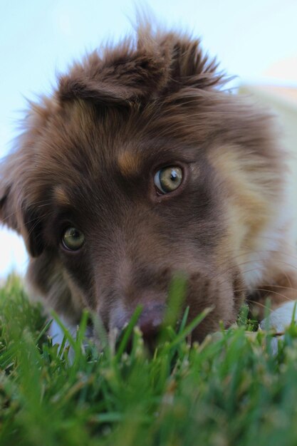 Foto close-up portret van een hond op het veld